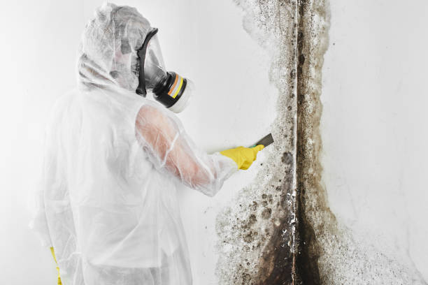 Best Crawl Space Mold Remediation  in Moa, UT